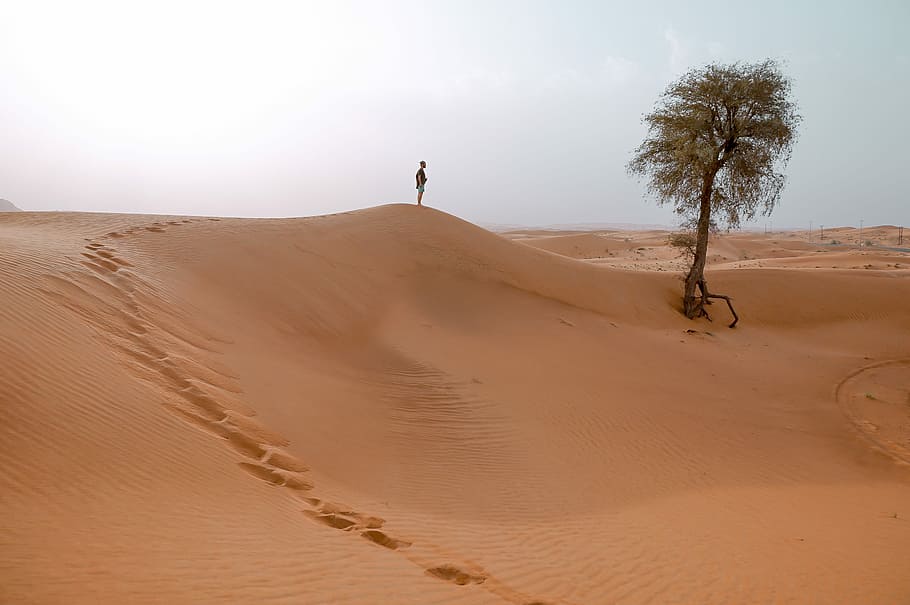 person standing on sand dune near the tree, person standing beside tree HD wallpaper