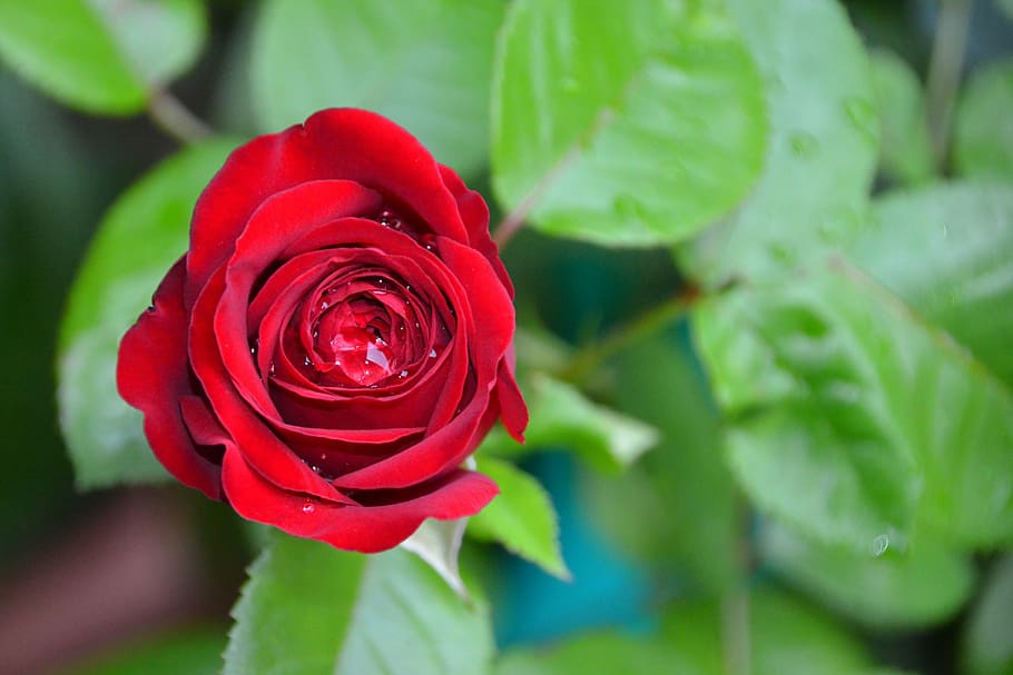 rose, red, red rose, blossom, bloom, flower, rose bloom, romantic HD wallpaper