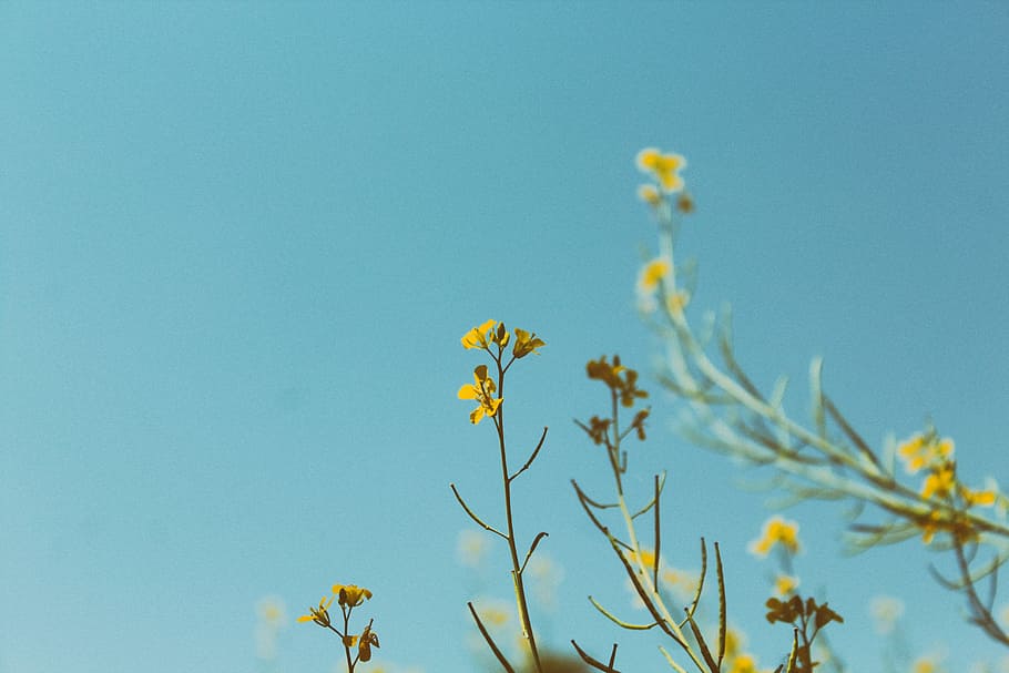 portrait photography of yellow petaled flower, photo of yellow petaled flowers HD wallpaper