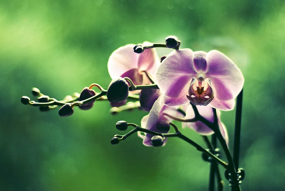 orchid, flower, colored, green, plant, flowers, beauty, flower art HD wallpaper