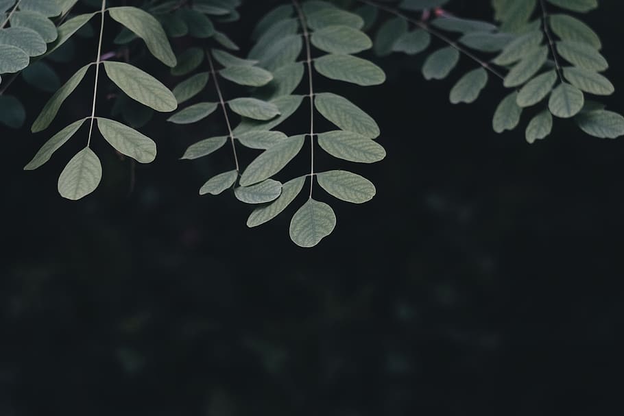dark, green, leaf, plant, tree, plant part, growth, green color HD wallpaper