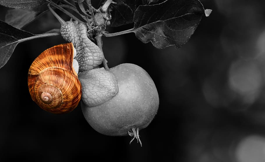 selective color photo of brown snail, Shell, Apple Tree, fruit HD wallpaper