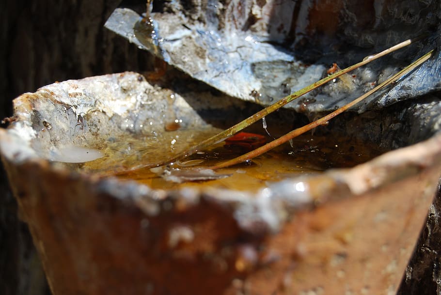 pine, sap, harvest, selective focus, close-up, solid, rock HD wallpaper