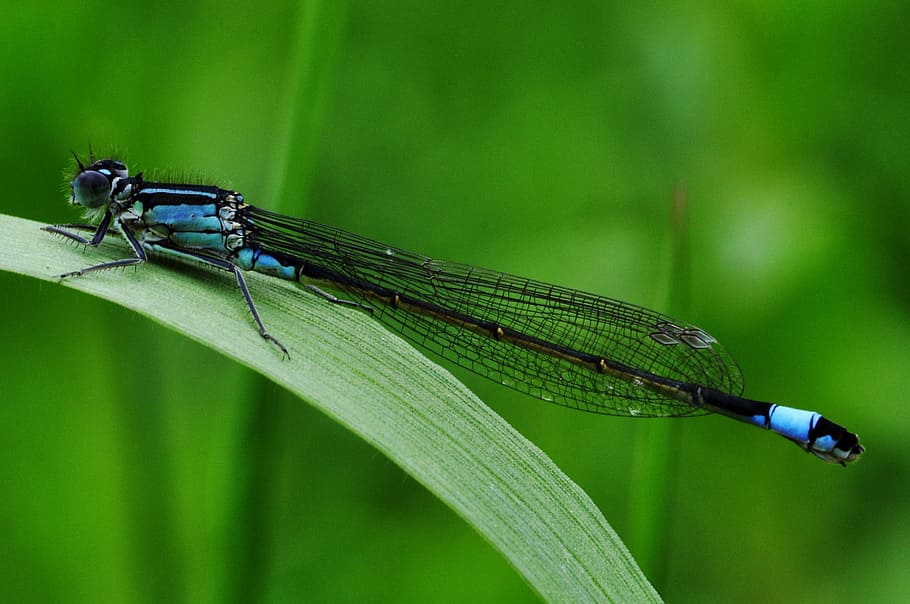 Dragonfly, Macro, Insect, Water, Lake, predatory insect, turquoise HD wallpaper