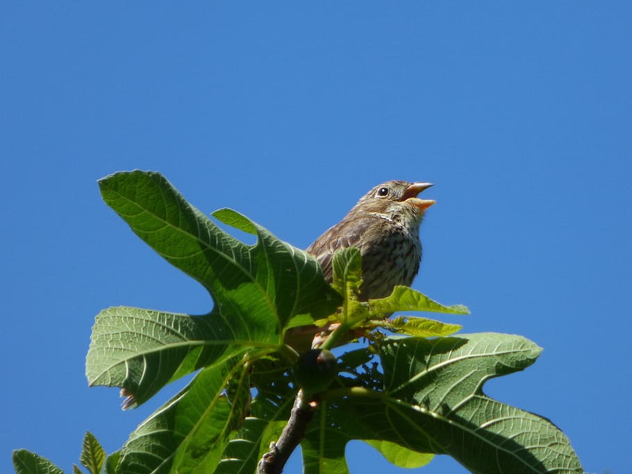 Singing Bird, Fig Tree, linaria cannabina, linnet, passerell