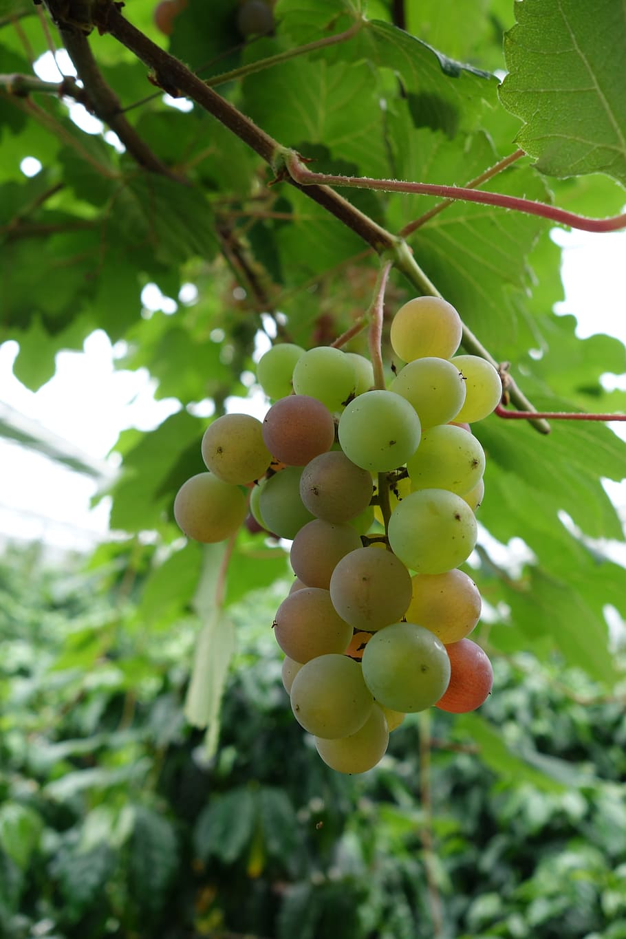house wine, wines, cherry, fruit, growth, healthy eating, plant HD wallpaper
