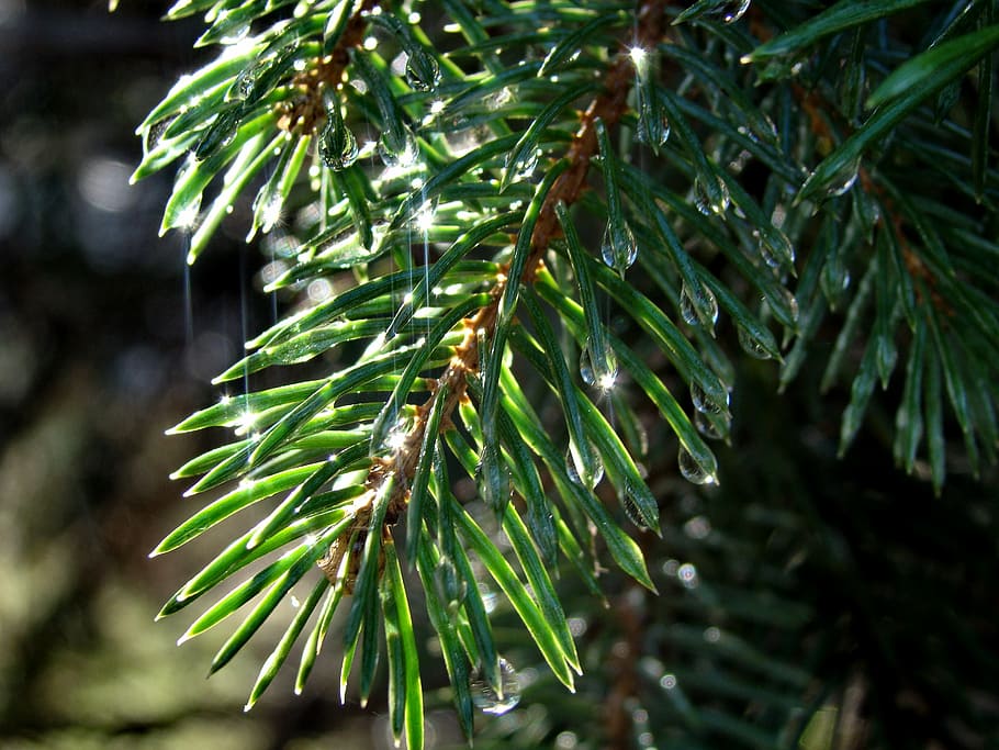 spruce, needle, branch, drops, tree, nature, rain, green, forest HD wallpaper