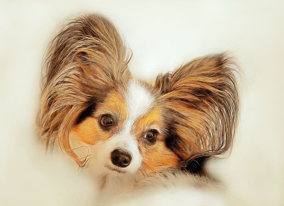 brown, white, and black papillon painting, the dog is a purebred