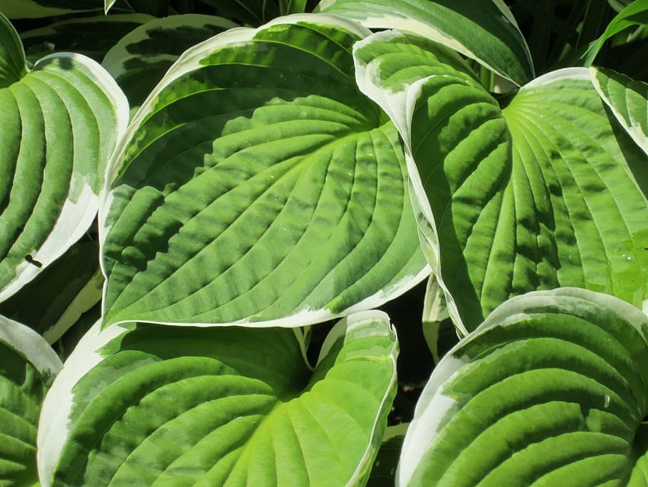 hosta, green, garden, green color, growth, close-up, leaf, plant HD wallpaper