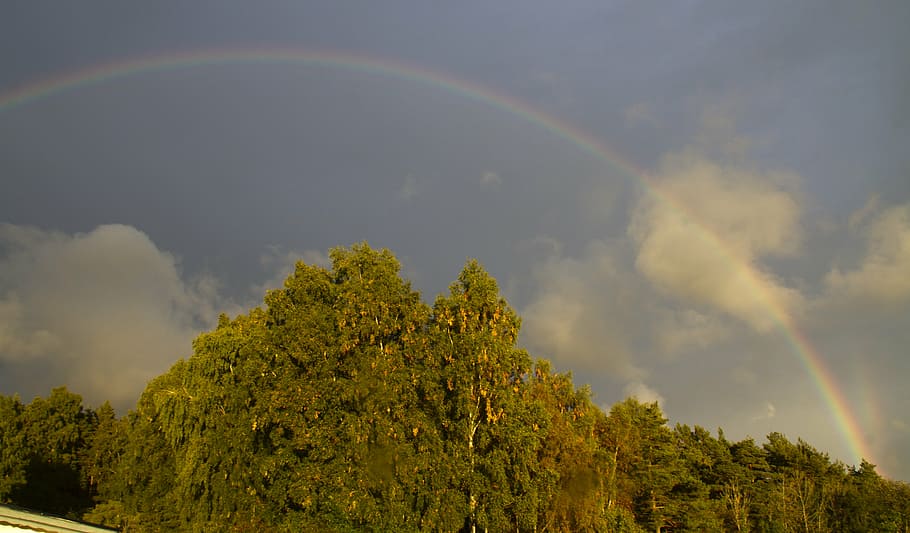 rain, rainbow, colors, sol, tree, plant, beauty in nature, sky HD wallpaper