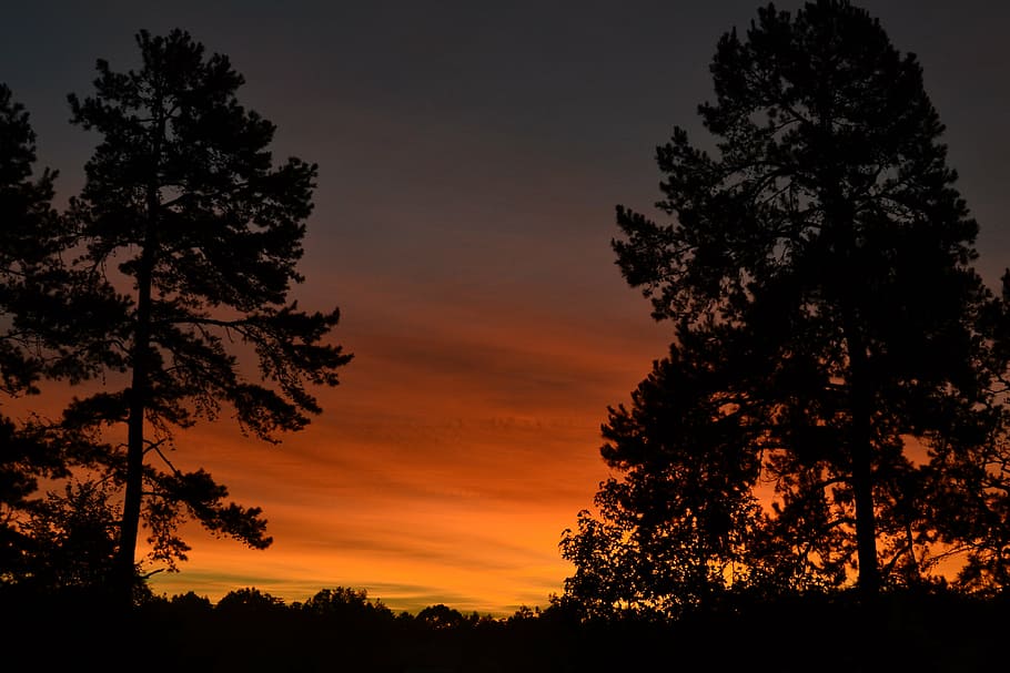 sunset, sunrise, trees, nature, landscape, sunlight, sky, forest HD wallpaper