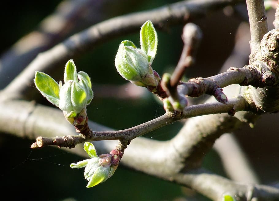 branch, tree, spring, nature, close-up, springtime, plant, leaf HD wallpaper