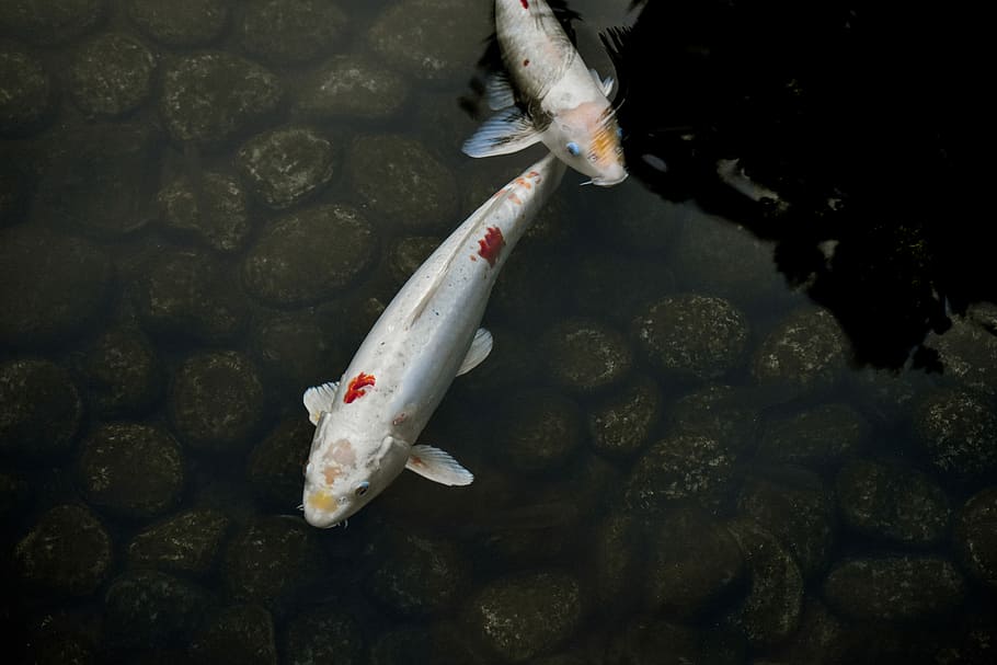 two silver Koi fish, two white coi fish swimming in body of water