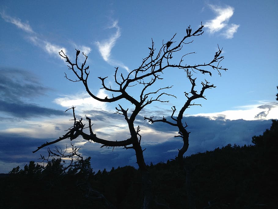 evening, himmel, tree, silhouette, sweden, nature, landscape HD wallpaper