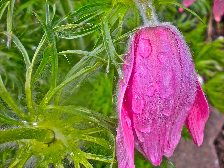 flower, red, summer, raindrops, plant, pink color, close-up HD wallpaper
