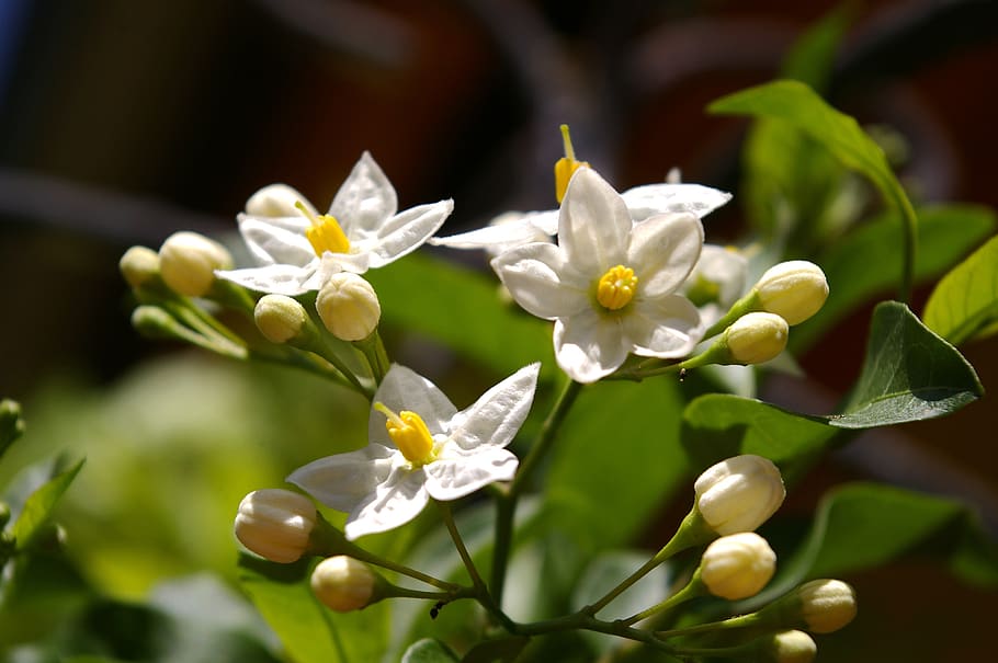 jasmin, fragrance, summer jasmine, flowers, white, nature, bright, HD wallpaper