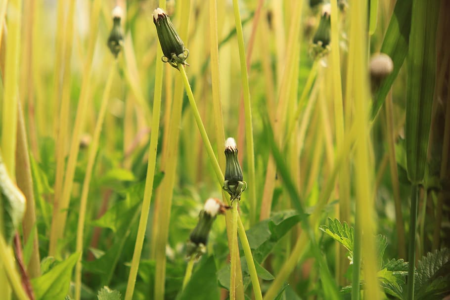 dandelion, empty, fluffy, green, stalks, stems, nature, spring HD wallpaper