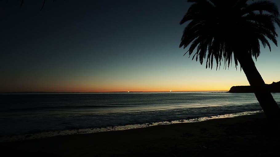 silhouette tree bear body of water, palm, near, ocean, sunset HD wallpaper