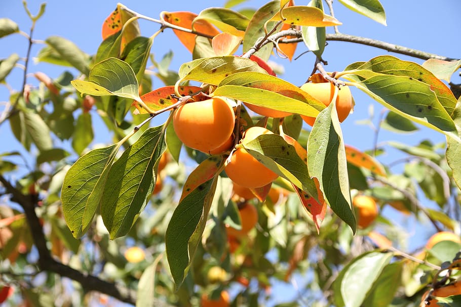 orange fruit tree taken during daytime, autumn, persimmon, dried persimmon HD wallpaper
