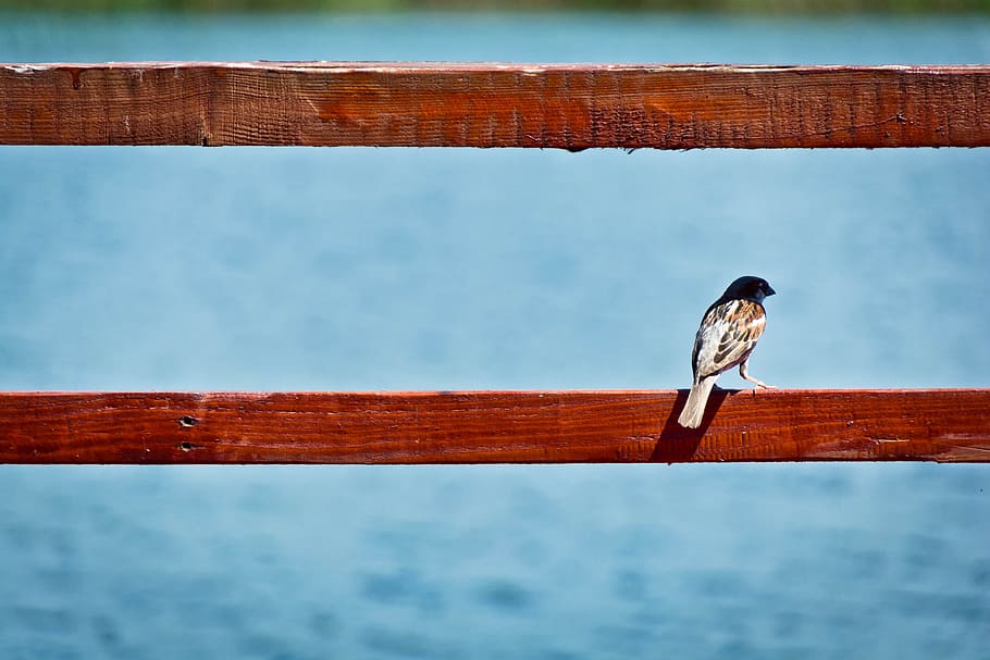 brown bird perched on red wooden railing, depth photography of brown bird on brown wooden bar HD wallpaper