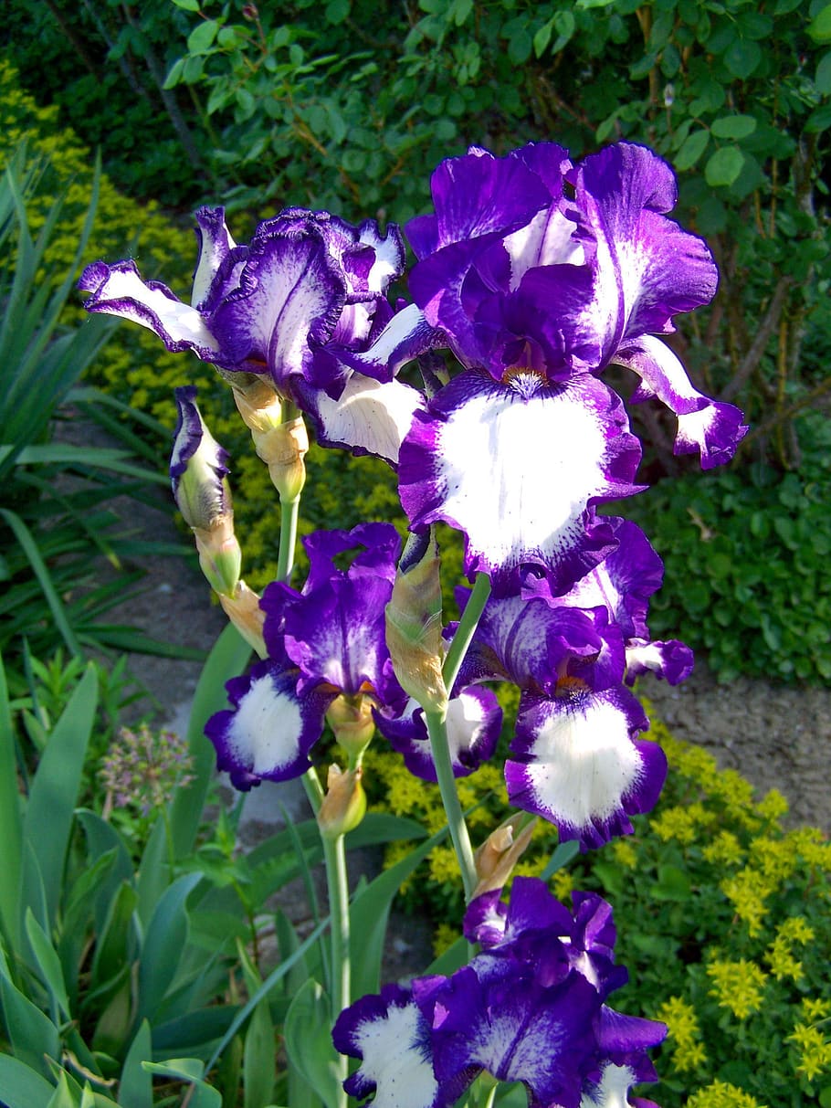 iris, fleur-de-lis, purple-white-flowered, flowering plant HD wallpaper