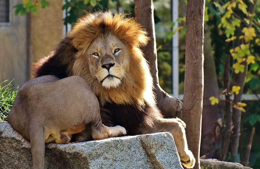 lion lying on gray rock beside tree during daytime, predator HD wallpaper