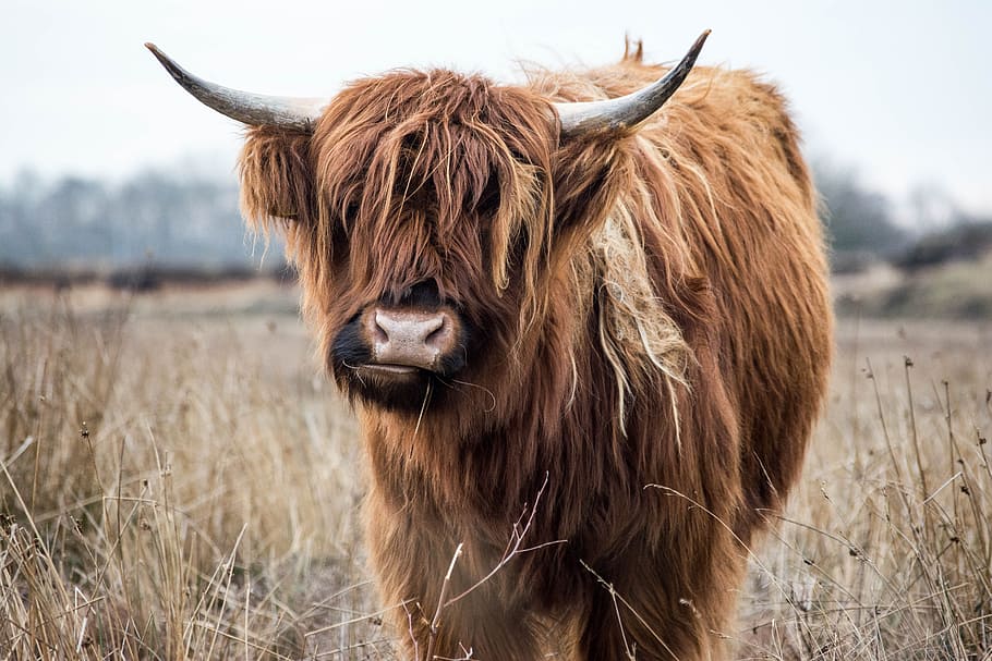 Brown Yak, animal, animal photography, blur, close -up, countryside