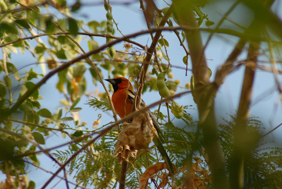paloma, ave, bird, animal, animals in the wild, animal themes HD wallpaper