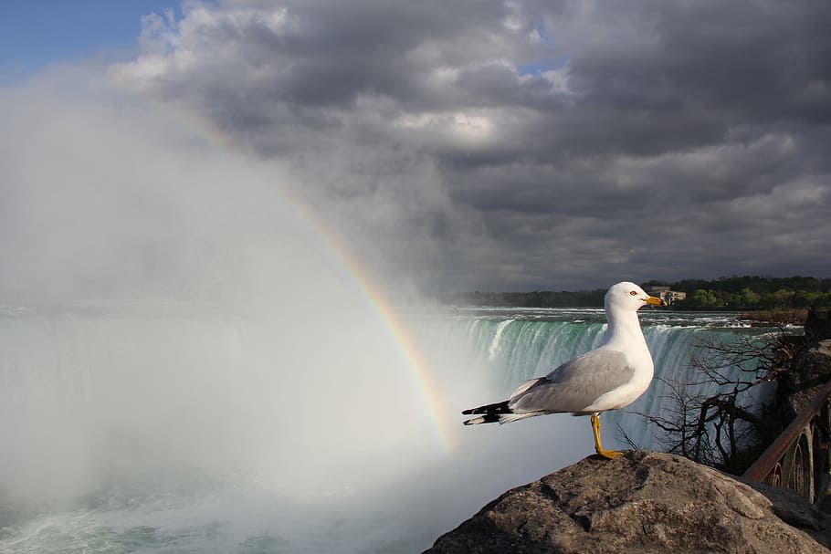 Waterfall, Rainbow, Seagull, Niagara, one animal, bird, cloud - sky HD wallpaper