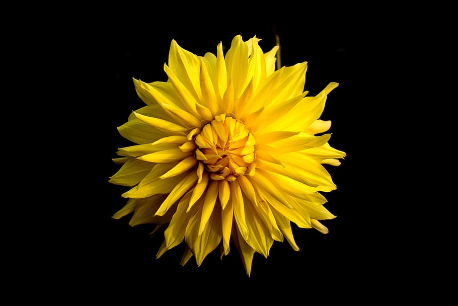 HD wallpaper: dahlia, flower, yellow, black background, nature, garden,  single | Wallpaper Flare