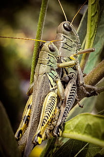 grasshopper, nature, macro, insect, animal, green, bug, antenna HD wallpaper