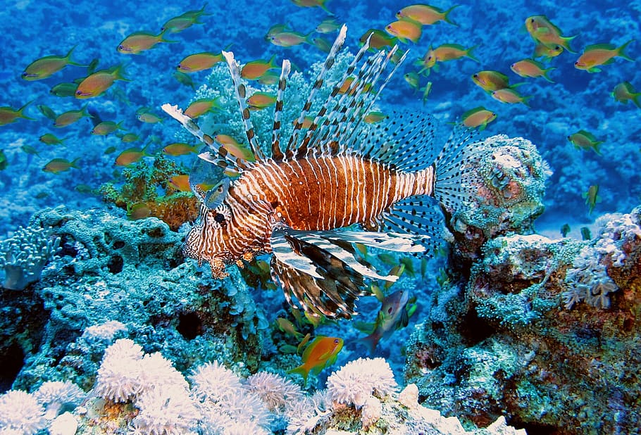 diving, red fire fish, underwater, animal wildlife, animals in the wild HD wallpaper