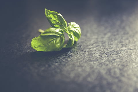 Fresh basil leafs close up, green, healthy, herbs, nature, green Color HD wallpaper