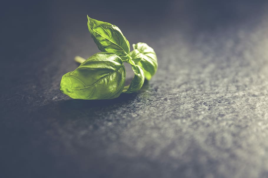 Fresh basil leafs close up, green, healthy, herbs, nature, green Color HD wallpaper