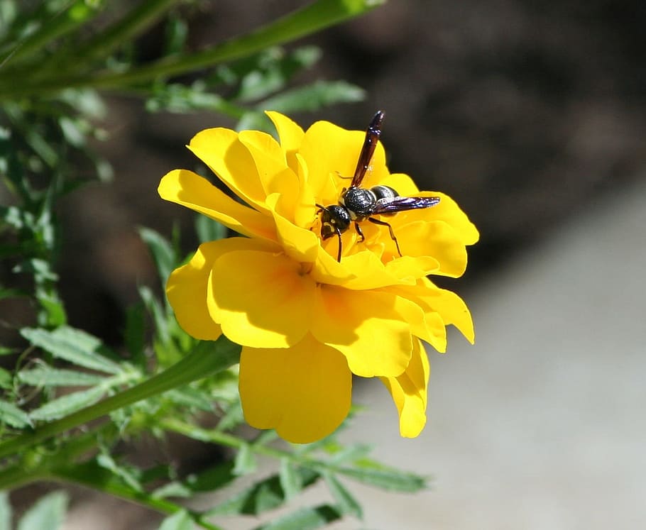 bee, wasp, hornet, flower, marigold, wing, fly, bumblebee, pollen HD wallpaper