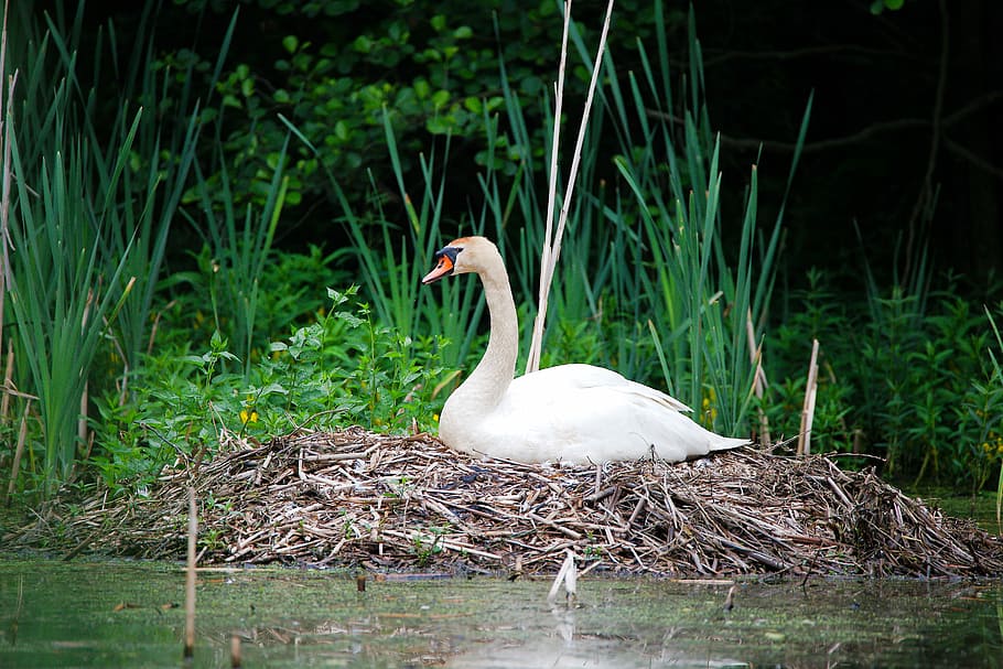nature, waters, puddle, bird, lake, animal world, feather, swan HD wallpaper