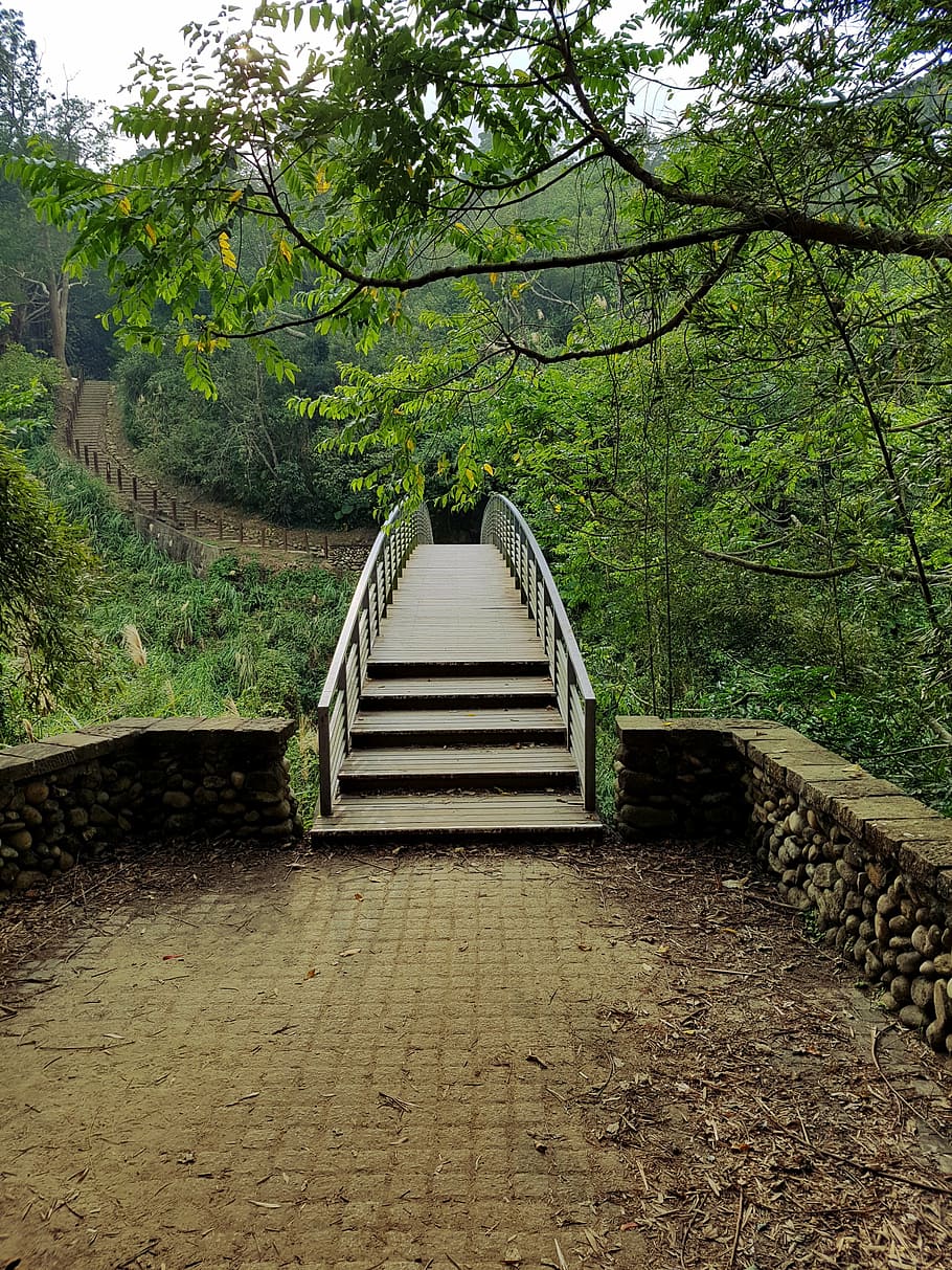 wooden bridge near trees, forest, path, nature, landscape, outdoor HD wallpaper