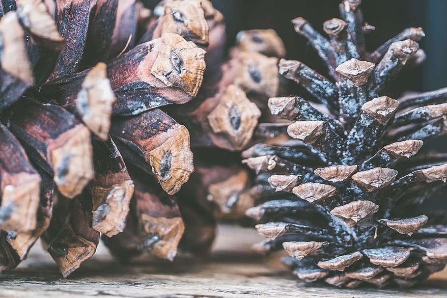 Black and Brown Decor, board, close -up, colors, cones, dry, macro photography HD wallpaper