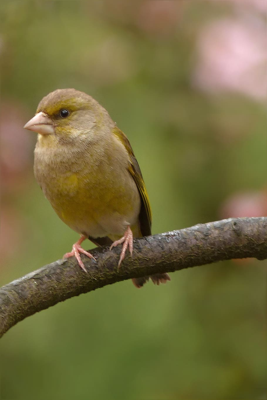 bird, greenfinch, young, spring, garden, one animal, animal wildlife HD wallpaper