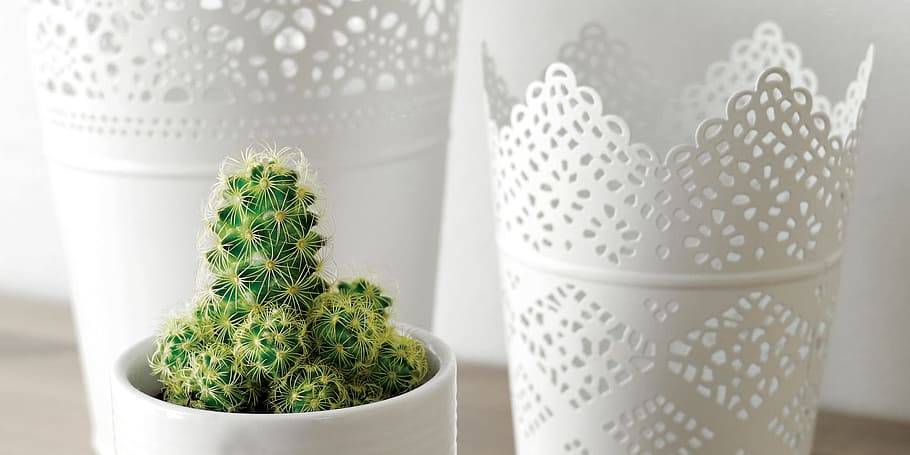 plant, flowerpot, green, cactus, cactus plant, containers, decor HD wallpaper