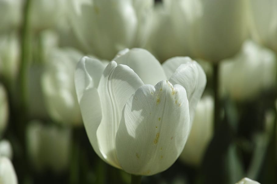 tulips, flower, flowers, macro, plant, nature, close, vivid color HD wallpaper