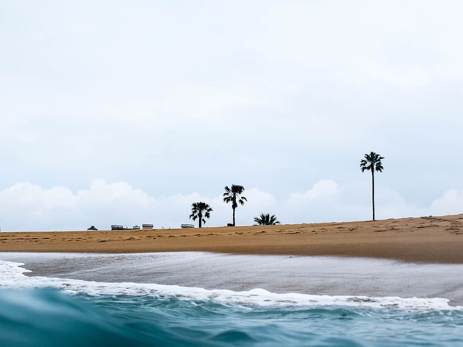 sea, ocean, water, waves, beach, shore, coast, sand, tree, plant HD wallpaper