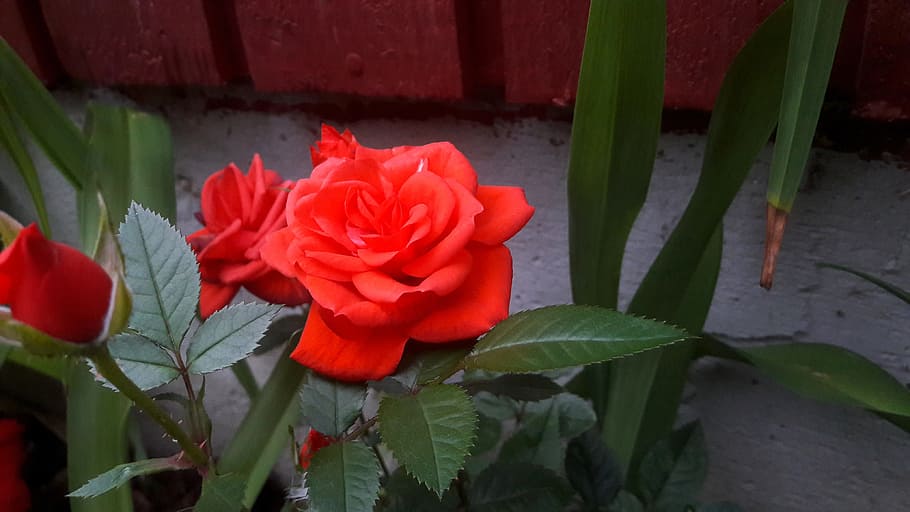 ros, roses, red, flower, flowers, garden, red rose, red roses, HD wallpaper