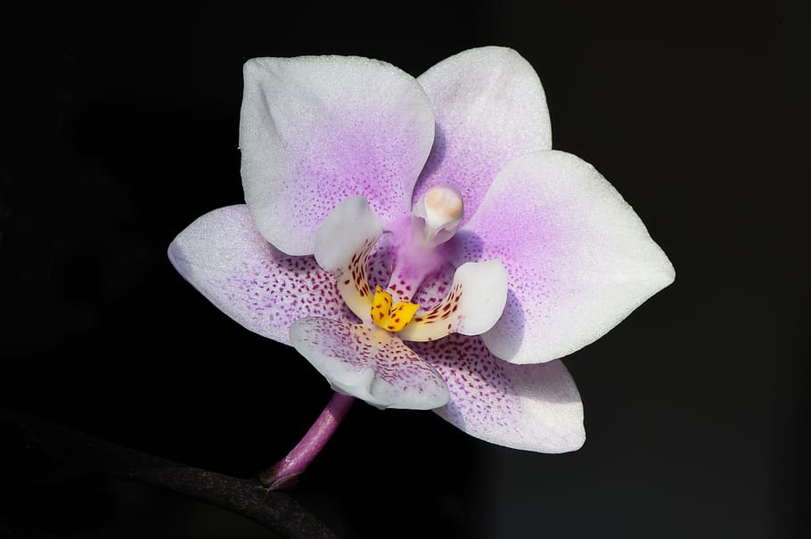purple and white moth orchid, flower, macro, nature, floral HD wallpaper