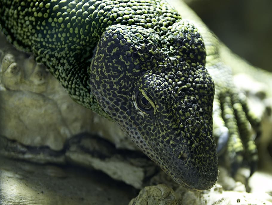 monitor lizard, reptile, animal, macro, close-up, nature, outside HD wallpaper