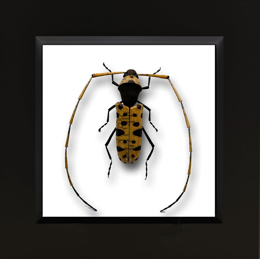 Ceramic, Insect, Animal, Art, Beetle, nature, black Color, no people HD wallpaper