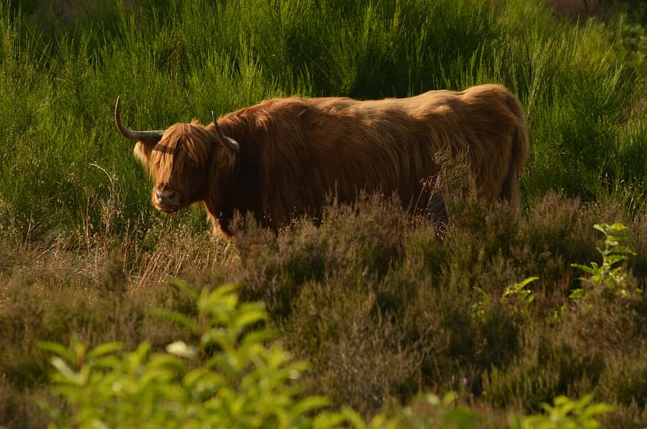 Cow, Beef, Scottish, Highlander, Heide, browser, mammal, nature HD wallpaper
