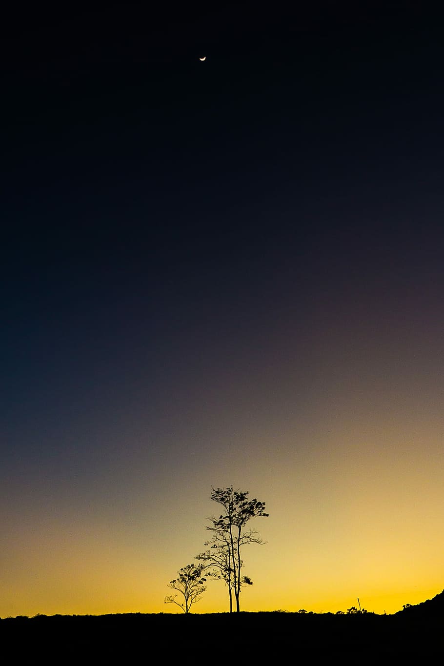 silhouette photography of tree during nighttime, view of moon HD wallpaper