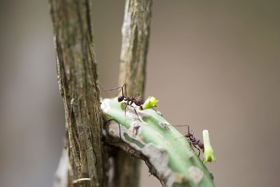 ant street, macro, insect, nature, wood, macro photography HD wallpaper