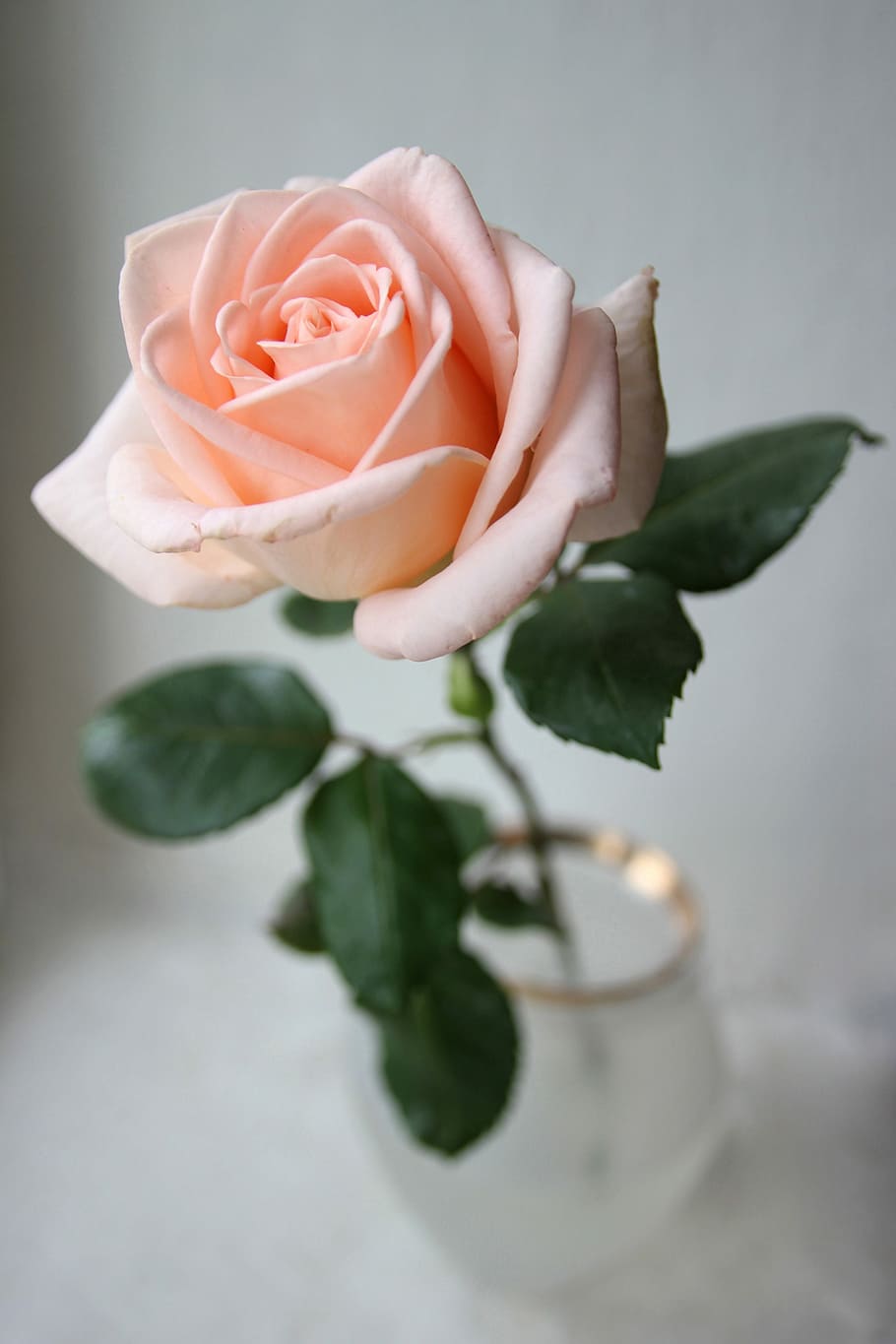 HD wallpaper: rose, flower, love, sheet, krupnyj plan, beautiful ...